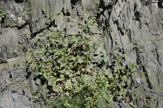 Silver Shield French Sorrel (Rumex scutatus 'Silver Shield') — habit