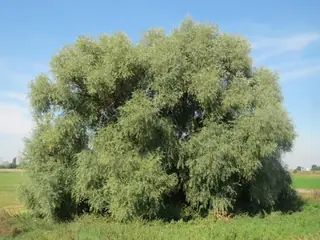 Willow — Niobe Weeping – 'Tristis'