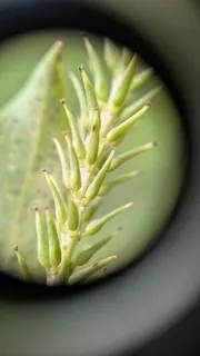 Willow — Niobe Weeping – 'Tristis' (Salix alba) — mature form