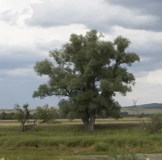 Willow — Niobe Weeping – 'Tristis' (Salix alba) — foliage