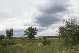 Willow — Niobe Weeping – 'Tristis' (Salix alba) — bloom