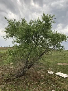 Willow — Peachleaf (Salix amygdaloides) — mature form