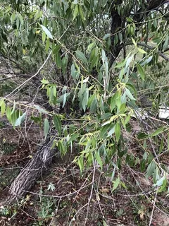 Willow — Peachleaf (Salix amygdaloides) — foliage