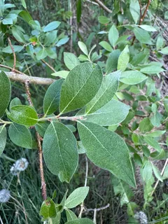 Willow — Prairie Cascade, Weeping