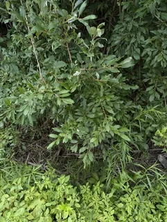 Willow — Prairie Cascade, Weeping (Salix x 'Prairie Cascade') — foliage