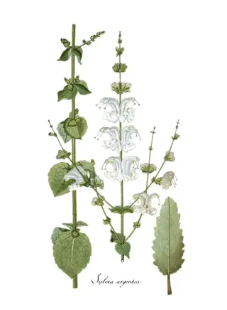 Silver Sage
