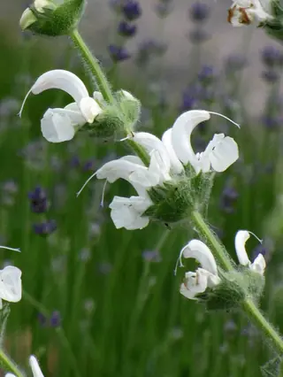 Silver Sage (Salvia argentea), foliage