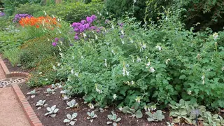 Silver Sage