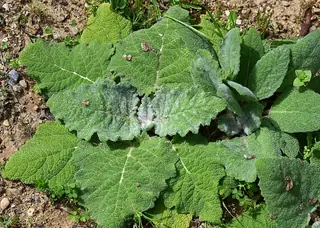 Silver Sage (Salvia argentea) — mature form