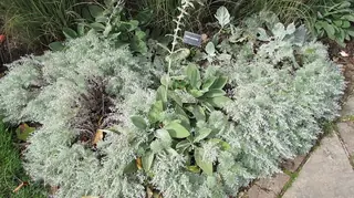 Silver Sage (Salvia argentea) — foliage