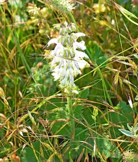 Silver Sage (Salvia argentea) — bloom