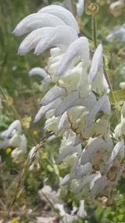Silver Sage (Salvia argentea) — fall color