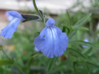 Pitcher Sage