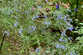 Pitcher Sage (Salvia azurea) — mature form