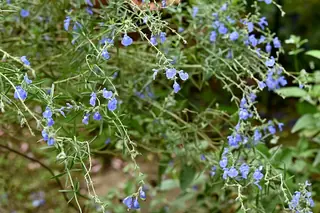 Pitcher Sage (Salvia azurea) — foliage