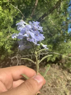 Pitcher Sage (Salvia azurea) — bloom