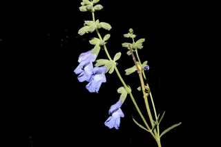 Pitcher Sage (Salvia azurea) — fall color