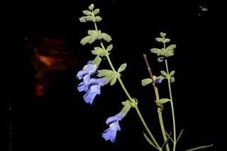 Pitcher Sage (Salvia azurea) — habit