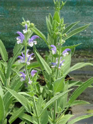 OLYMPUS Gold Leaf Sage