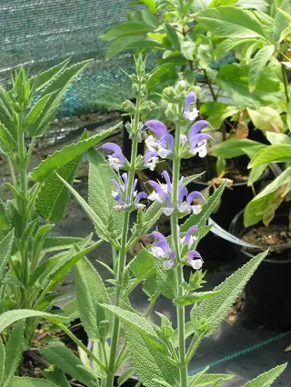 OLYMPUS Gold Leaf Sage (Salvia chrysophylla) — mature form