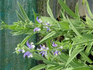 OLYMPUS Gold Leaf Sage (Salvia chrysophylla), fall color