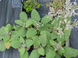 Shangri-La Sage (Salvia moorcroftiana x indica) — mature form