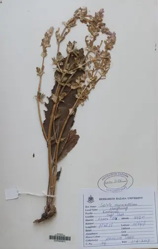 Shangri-La Sage (Salvia moorcroftiana x indica) — foliage