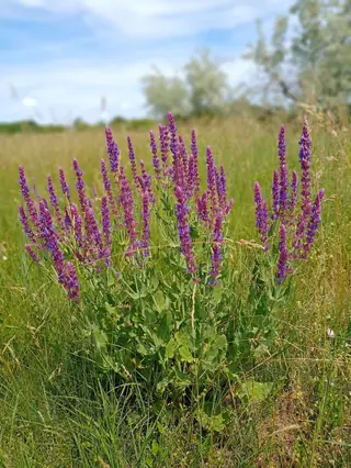 Meadow sage / wood sage