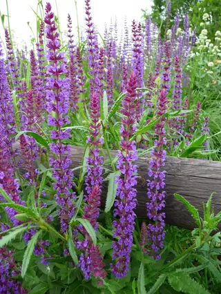 Meadow sage / wood sage