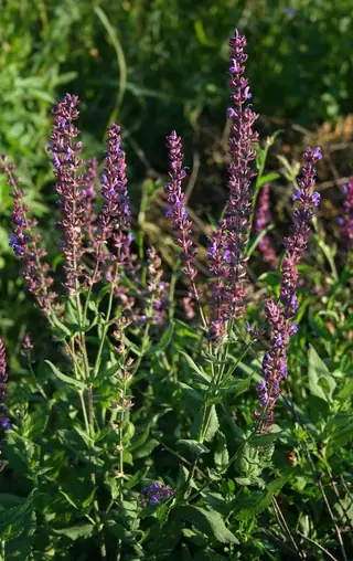 Meadow sage / wood sage (Salvia nemorosa), fall color