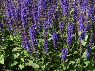 Meadow sage / wood sage (Salvia nemorosa), mature form