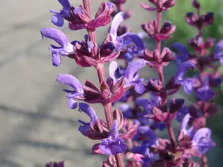 Meadow sage / wood sage (Salvia nemorosa) — mature form