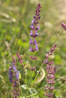 Meadow sage / wood sage (Salvia nemorosa) — foliage