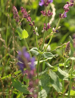 Meadow sage / wood sage (Salvia nemorosa) — bloom