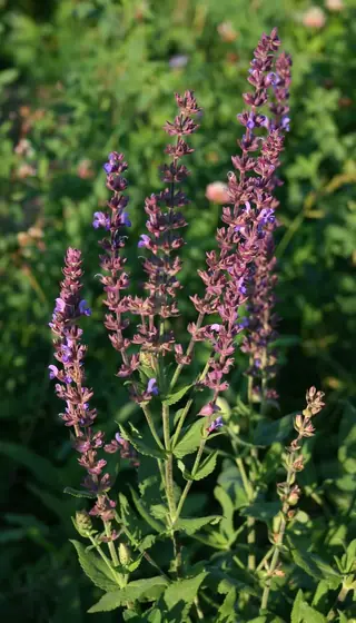 Meadow sage / wood sage (Salvia nemorosa), habit
