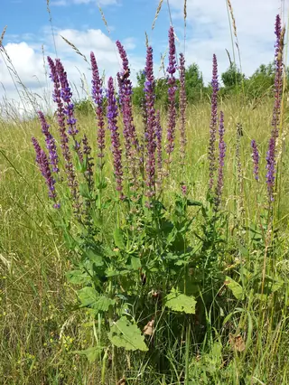 Meadow sage / wood sage (Salvia nemorosa), foliage