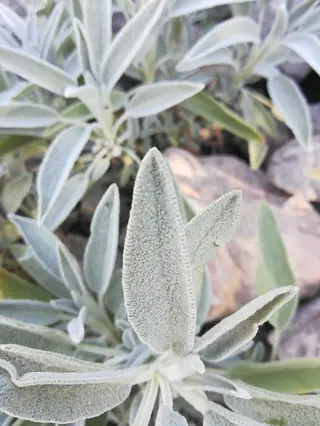 common or garden