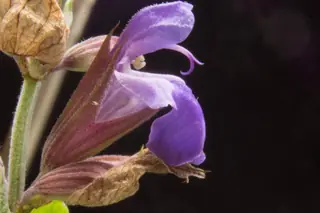 common or garden (Salvia officinalis), bloom
