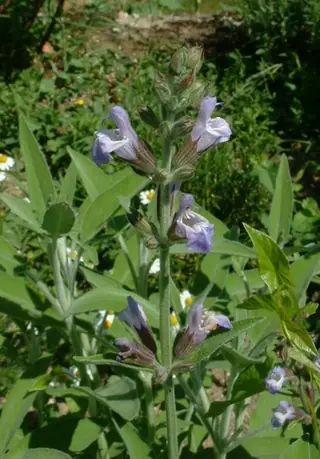 common or garden (Salvia officinalis), mature form