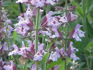 common or garden (Salvia officinalis) — mature form