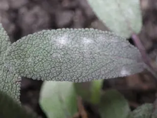 common or garden (Salvia officinalis) — foliage