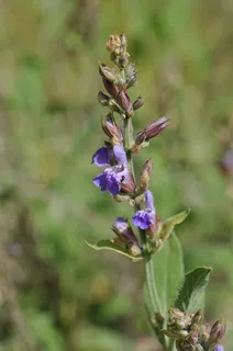 common or garden (Salvia officinalis) — bloom