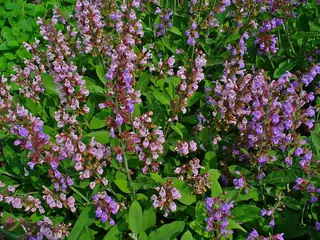 common or garden