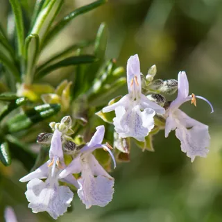Creeping rosemary