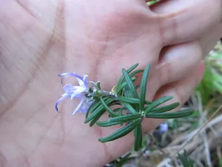 Creeping rosemary (Salvia rosmarinus) — mature form