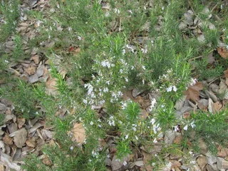 Creeping rosemary (Salvia rosmarinus) — foliage