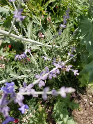 Russian sage (Salvia yangii), bloom