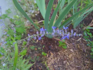 Russian sage (Salvia yangii), mature form