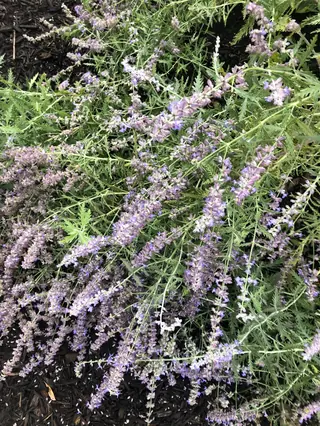 Russian sage