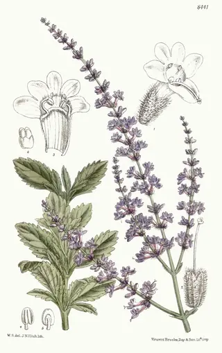 Russian sage